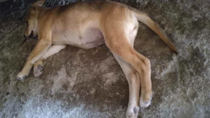 Cachorro ra a Não sabemos idade 7 a 11 meses nome Raposa