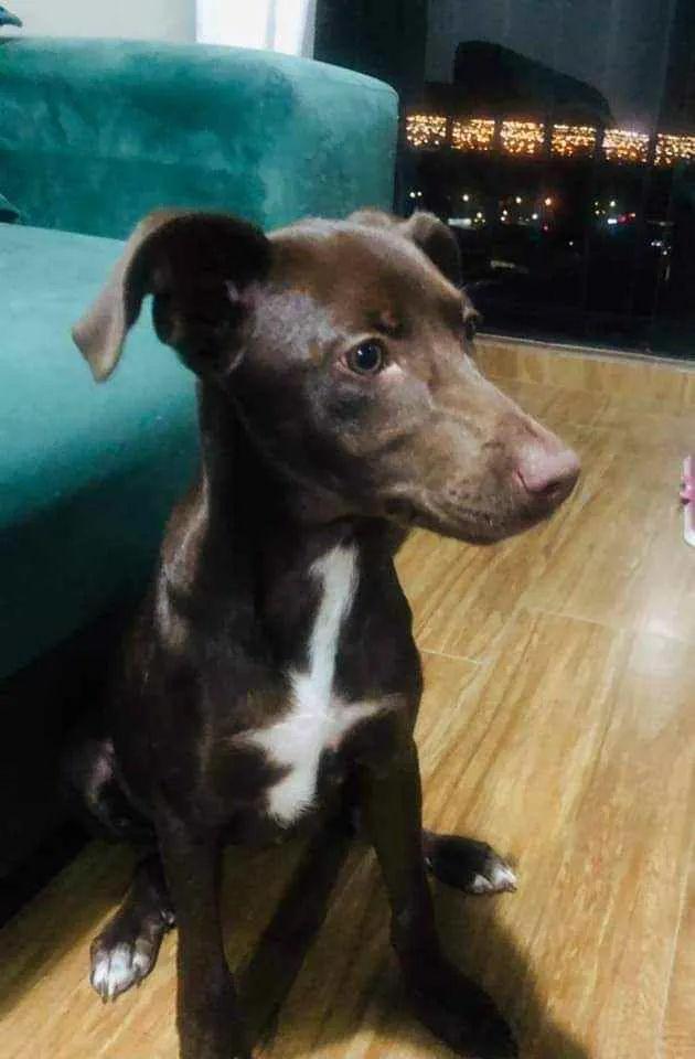 Cachorro ra a SRD idade 2 a 6 meses nome CHOCOLATE