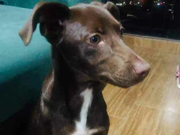 Cachorro ra a SRD idade 2 a 6 meses nome CHOCOLATE