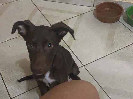 Cachorro ra a SRD idade 2 a 6 meses nome CHOCOLATE
