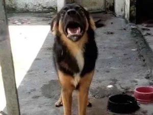 Cachorro raça SRD-ViraLata com Pastor Alemão idade 7 a 11 meses nome Dante