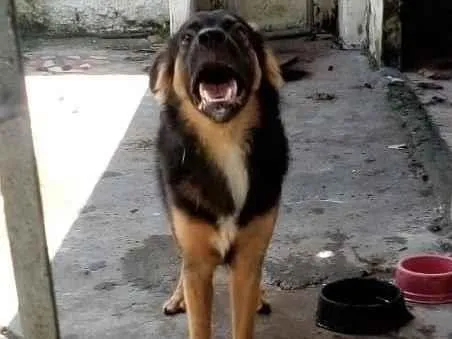 Cachorro ra a SRD-ViraLata com Pastor Alemão idade 7 a 11 meses nome Dante