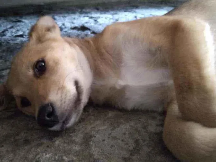 Cachorro ra a Não sabemos idade 7 a 11 meses nome Raposa