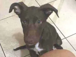 Cachorro raça SRD idade 2 a 6 meses nome CHOCOLATE