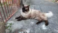 Miguelzinho