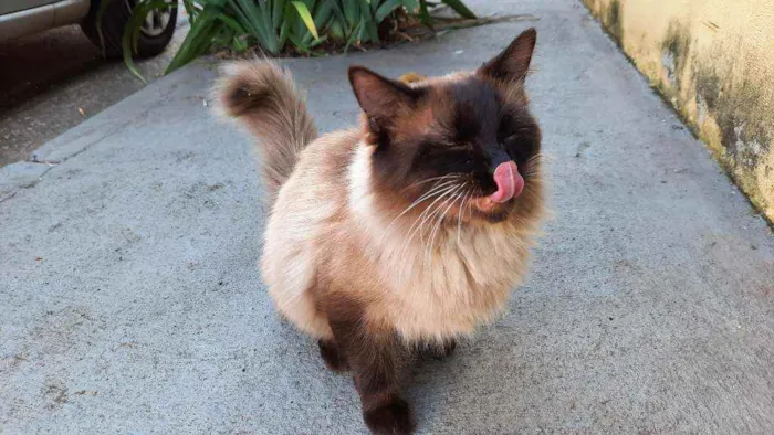 Gato ra a Siamês idade 7 a 11 meses nome Miguelzinho