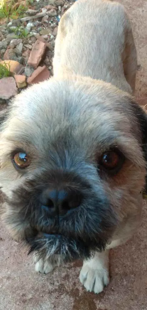 Cachorro ra a Yorkshire idade 3 anos nome . Bob