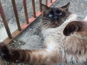 Gato raça Siamês idade 7 a 11 meses nome Miguelzinho