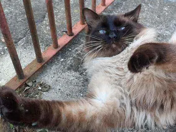 Gato ra a Siamês idade 7 a 11 meses nome Miguelzinho