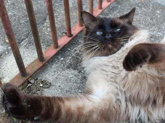 Gato ra a Siamês idade 7 a 11 meses nome Miguelzinho
