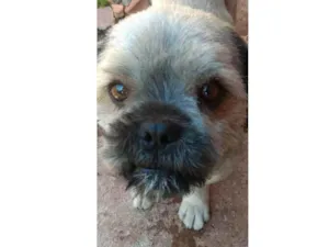 Cachorro raça Yorkshire idade 3 anos nome . Bob