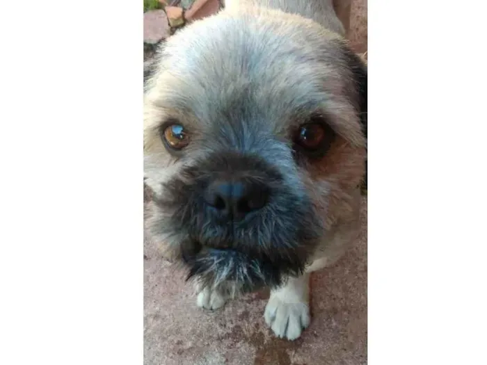 Cachorro ra a Yorkshire idade 3 anos nome . Bob