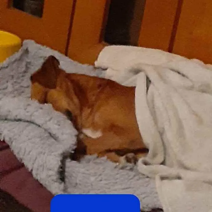Cachorro ra a mix de basset idade 2 anos nome Cenoura