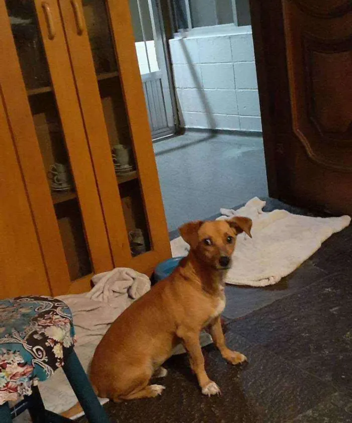 Cachorro ra a mix de basset idade 2 anos nome Cenoura