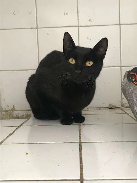 Gato raça SRD-ViraLata idade 1 ano nome Scarlett