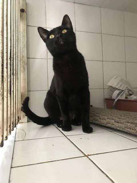 Gato raça SRD-ViraLata idade 1 ano nome Scarlett