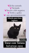 Gato raça SRD-ViraLata idade 1 ano nome Scarlett