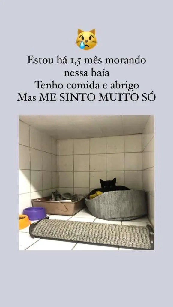 Gato raça SRD-ViraLata idade 1 ano nome Scarlett