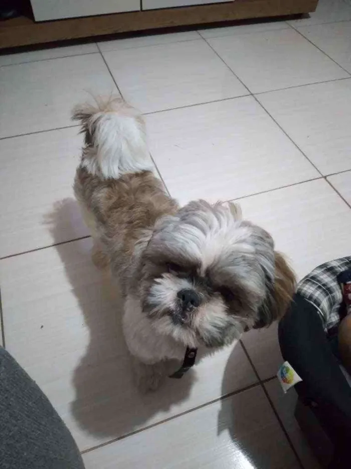 Cachorro ra a Sitichu idade 1 ano nome Fred 