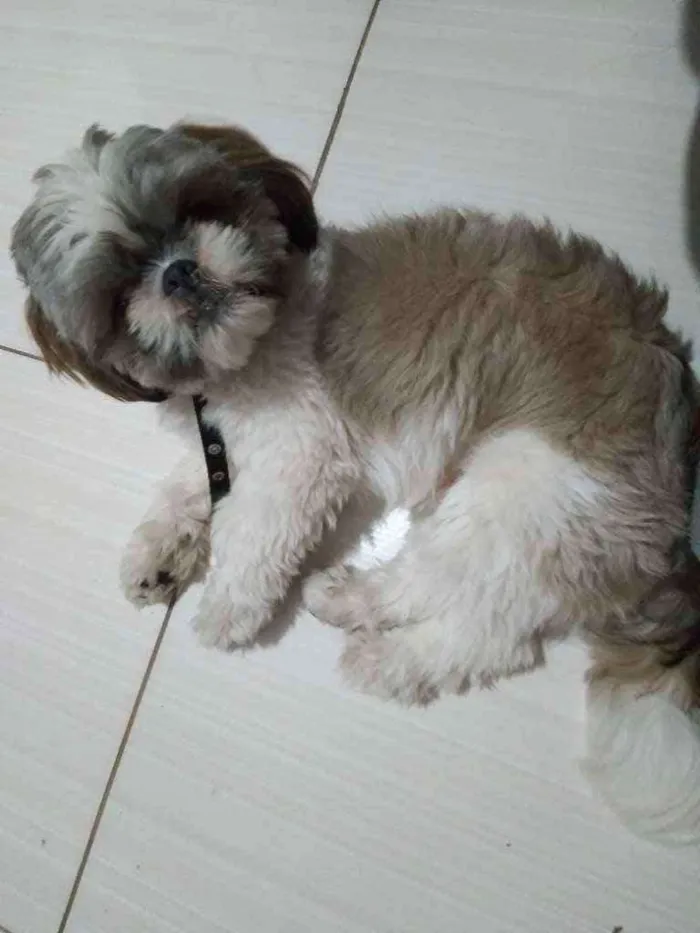 Cachorro ra a Sitichu idade 1 ano nome Fred 