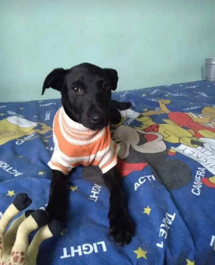 Cachorro ra a SRD idade 2 a 6 meses nome Clô 