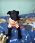 Clô