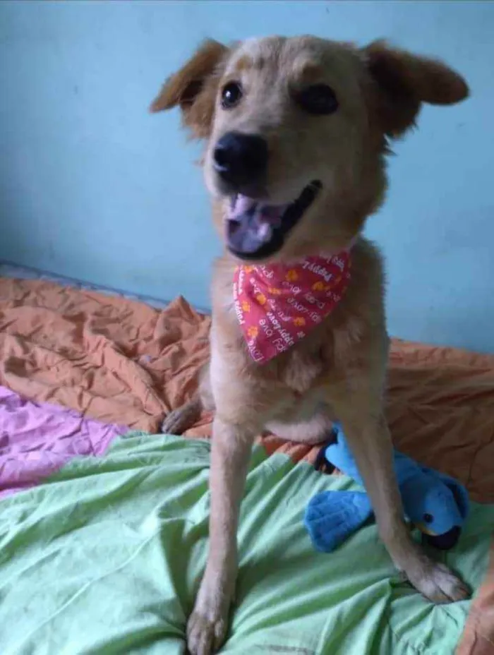 Cachorro ra a SRD idade 7 a 11 meses nome Pitchula