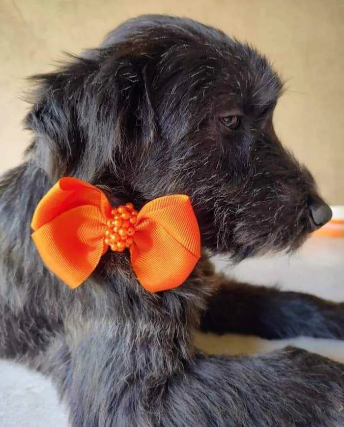 Cachorro ra a SRD idade 2 a 6 meses nome Fenix