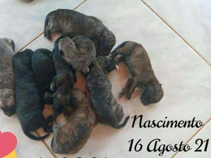 Cachorro ra a SDR idade Abaixo de 2 meses nome Bebês