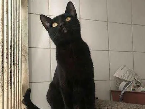 Gato raça SRD-ViraLata idade 1 ano nome Scarlett