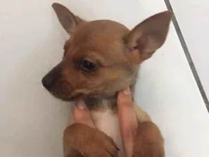 Cachorro raça Jack Russell terrier com viral idade 2 a 6 meses nome Ainda não tem