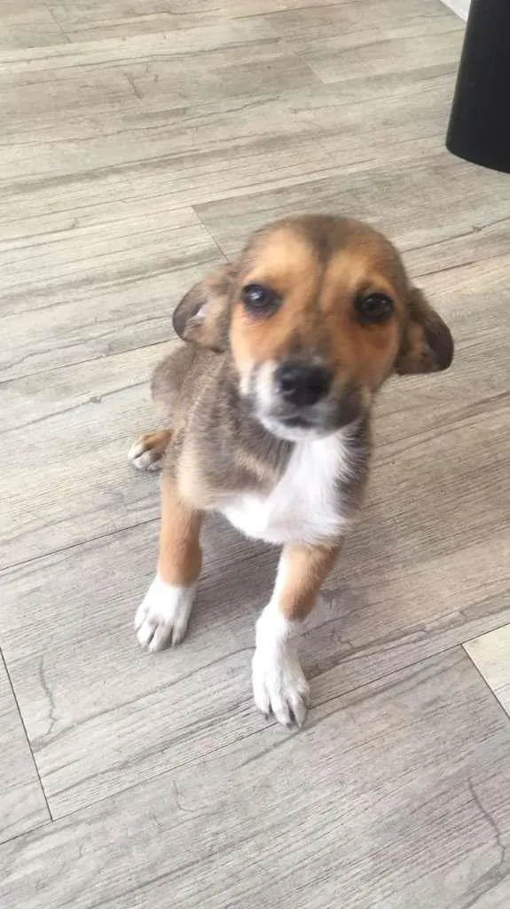 Cachorro raça SRD-ViraLata idade 2 a 6 meses nome sem nome