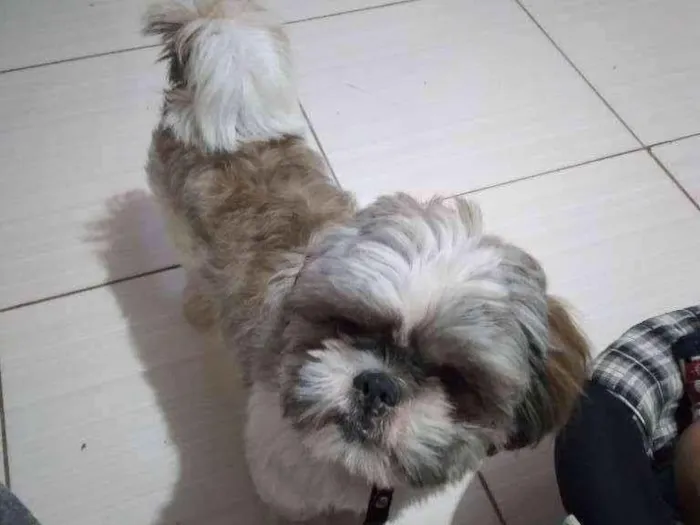 Cachorro ra a Sitichu idade 1 ano nome Fred 