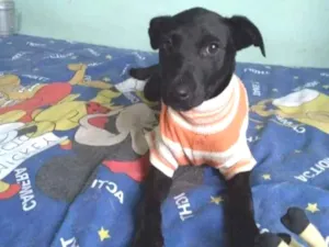Cachorro raça SRD idade 2 a 6 meses nome Clô 
