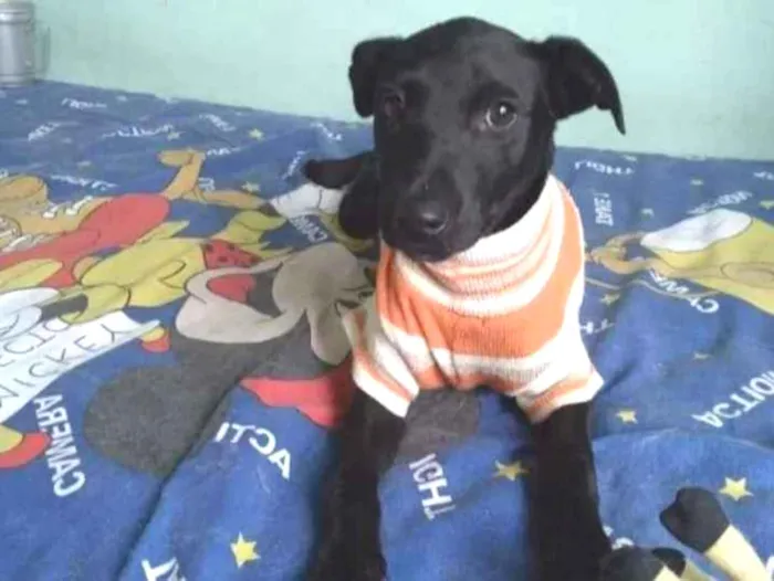 Cachorro ra a SRD idade 2 a 6 meses nome Clô 