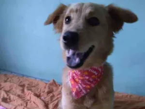 Cachorro raça SRD idade 7 a 11 meses nome Pitchula