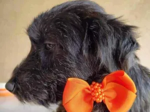 Cachorro raça SRD idade 2 a 6 meses nome Fenix