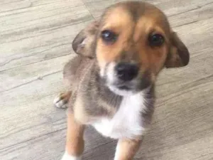 Cachorro raça SRD-ViraLata idade 2 a 6 meses nome sem nome