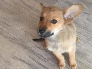 Cachorro raça SRD-ViraLata idade 2 a 6 meses nome sem nome