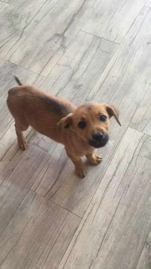 Cachorro raça SRD-ViraLata idade 2 a 6 meses nome sem nome