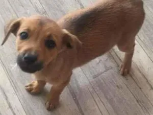Cachorro raça SRD-ViraLata idade 2 a 6 meses nome sem nome