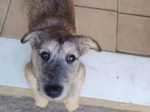 Cachorro raça SRD idade 2 a 6 meses nome Apolo