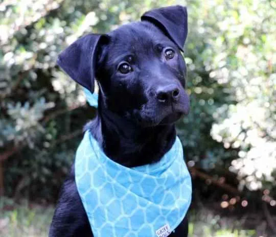 Cachorro raça SRD  idade 2 a 6 meses nome Bolt 