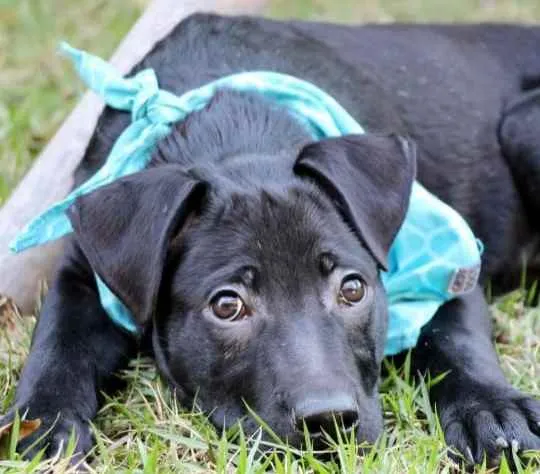 Cachorro raça SRD  idade 2 a 6 meses nome Bolt 