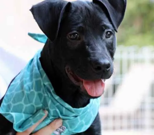 Cachorro raça SRD  idade 2 a 6 meses nome Bolt 