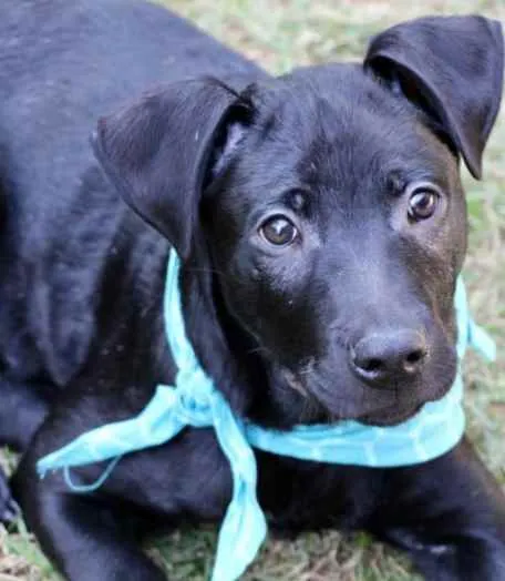 Cachorro raça SRD  idade 2 a 6 meses nome Bolt 