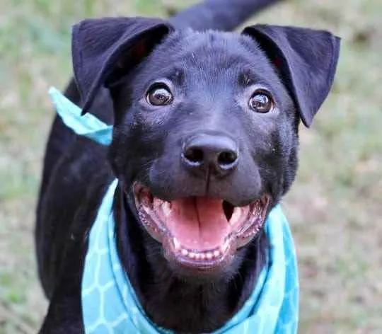 Cachorro raça SRD  idade 2 a 6 meses nome Bolt 