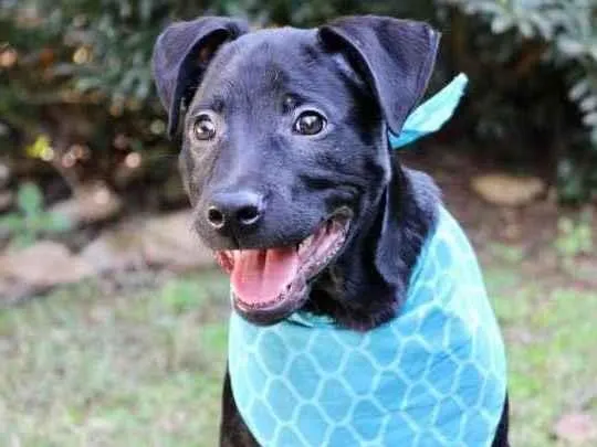 Cachorro raça SRD  idade 2 a 6 meses nome Bolt 