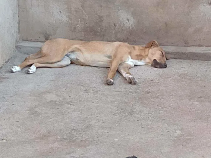 Cachorro ra a Vira lata com Pastor Alemão idade 2 a 6 meses nome Mel