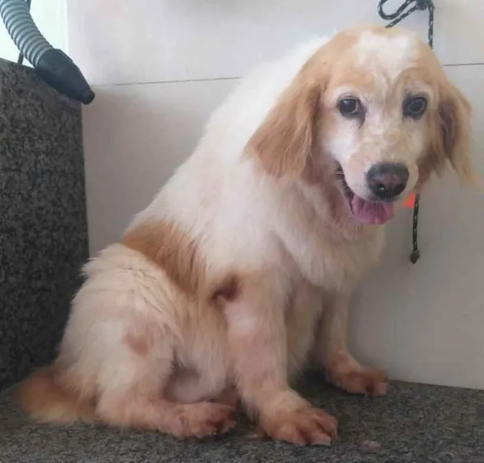 Cachorro ra a SRD idade 6 ou mais anos nome Frida